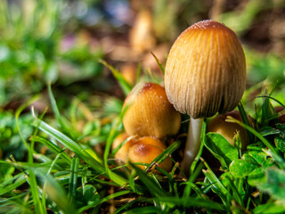 Wild mushrooms on green grass close-up with blurred background on a sunny day.