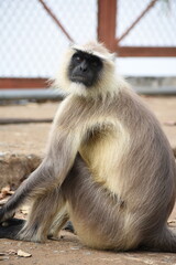 Semnopithecus is a genus of Old World monkeys native to the Indian subcontinent, with all species with the exception of two being commonly known as gray langurs. 