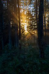 Obraz premium sunbeams in foggy frosty forest