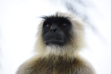 Semnopithecus is a genus of Old World monkeys native to the Indian subcontinent, with all species with the exception of two being commonly known as gray langurs. 