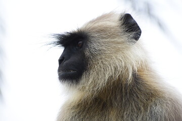 Semnopithecus is a genus of Old World monkeys native to the Indian subcontinent, with all species with the exception of two being commonly known as gray langurs.