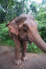 Friendly, brown Elephant in Jungle Clearing