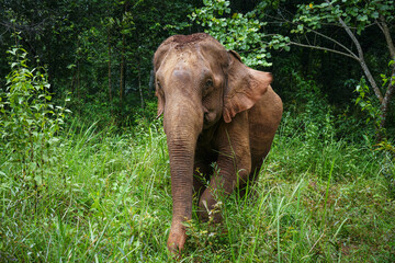 Asian Elephant Emerging from Deep Jungle 