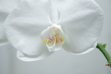 Close up of blooming white phalaenopsis orchid flower