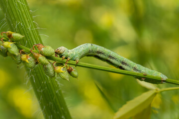 Giant Looper moth caterpillar - Ascotis selenaria, beautiful green caterpillar of geometer moth from European meadows and grasslands, Zlin, Czech Republic.