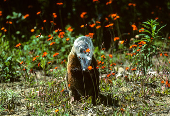 Marmotte commune, sac plastique sur la tête, Marmota monax, Quebec, Canada