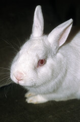 Lapin, race nain blanc