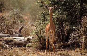 Gazelle de Waller, antilope girafe, gazelle girafe, gérénuk, Parc national de Samburu, Kenya