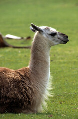 Lama, Lama glama © JAG IMAGES