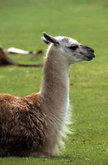 Fototapete Rund Lama, Lama glama © JAG IMAGES