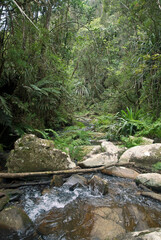 rivière, forêt primaire tropicale, Parc National Andasibé Mantadia, Madagascar