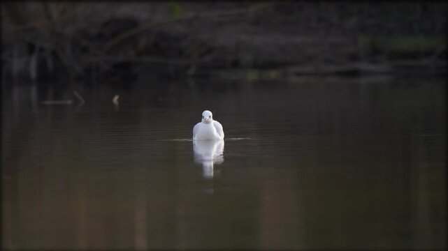 oiseau d'eau blanc nageant tout seul sur l'eau, puis s'envole face cam&eacute;ra avec un ralenti prononc&eacute;, plan avec zoom arri&egrave;re en grande douceur