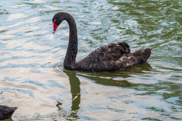 Obraz premium A graceful black swan with a red beak is swimming on a lake with dark green water. Cygnus atratus