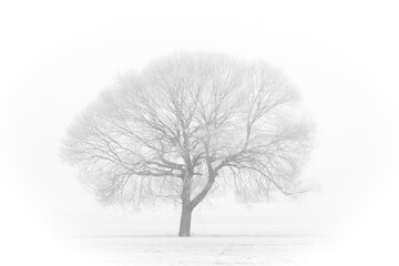 Fototapeta premium A Solitary Tree Standing Alone in a Beautiful Winter Landscape, Embraced by Natures Tranquility