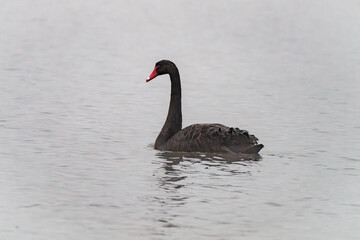 An Elegant Black Swan Gracefully Gliding Along the Still, Calm and Serene Water Surface