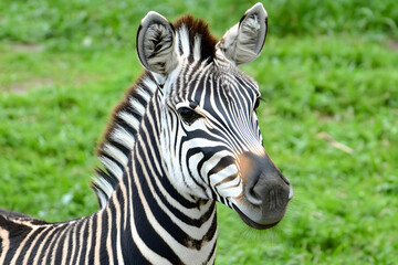 Fototapeta premium Profile of zebra with blurred green grass background and ample copy space
