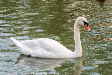 Fototapeta premium A graceful white swan swimming on a lake with dark water. The white swan is reflected in the water