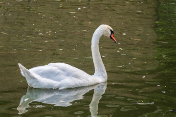 Fototapeta premium A graceful white swan swimming on a lake with dark water. The white swan is reflected in the water