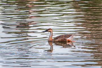 Swan Goose, Anser cygnoides,swiming in lake water