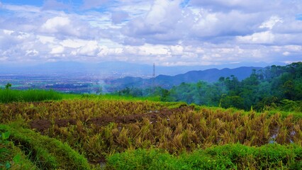 green rice paddy field