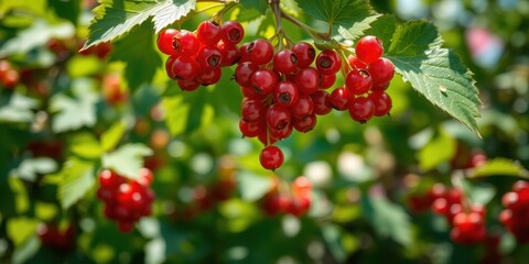 Fototapeta premium A cluster of vibrant red berries hangs from a lush green plant, showcasing the beauty of nature's bounty.