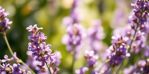 Close-up of delicate lilac blossoms bathed in sunlight, showcasing the intricate details of their petals and the soft bokeh of the background