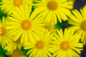 Fototapeta premium Bright yellow flowers blooming in a sunny garden during spring