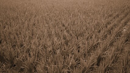 rice field landscape in the morning