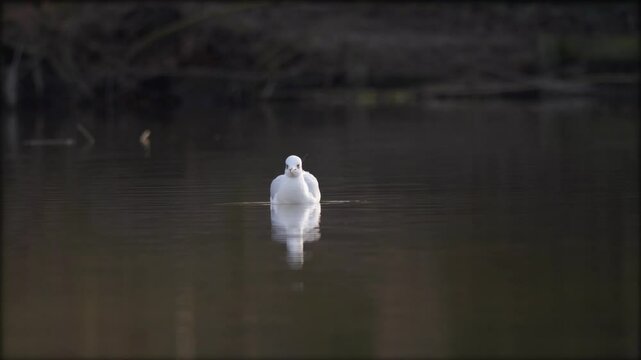 oiseau d'eau blanc nageant tout seul sur l'eau, puis s'envole face cam&eacute;ra, plan avec zoom arri&egrave;re en grande douceur