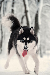 Portrait of a husky dog running in the snow.