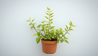 Fototapeta premium Vibrant Green Plant in a Terracotta Pot