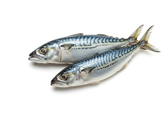 Fototapeta premium Mackerel fish on white background