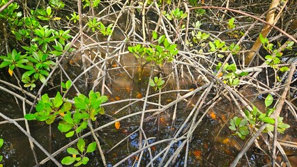 Roots of mangrove trees forest and young trees in the flood sea water background landscape.