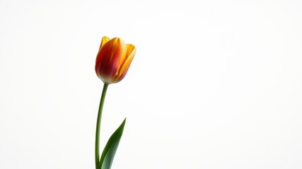 Fototapeta premium Single orange and red tulip on white background, elegant floral image ideal for spring designs or greeting cards.