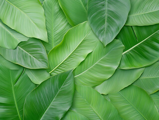 abstract green leaf texture, nature background, tropical leaf