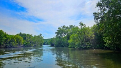 Mangrove trees forest beside the sea and estuary with sky for protect sea shore landscape.