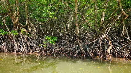 roots of mangrove trees forest beside the sea with sky for protect sea shore landscape.