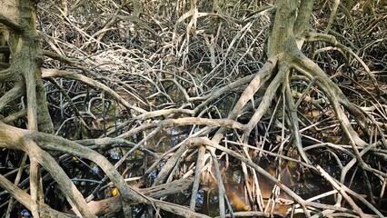 Roots of mangrove trees forest in the flood sea water background landscape.