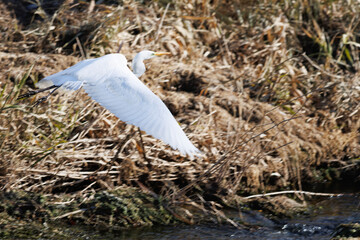 羽を拡げて飛び立つシラサギ