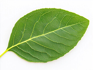 Obraz premium Avocado Leaf Macro Texture