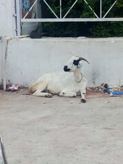 Goat Sitting On Road