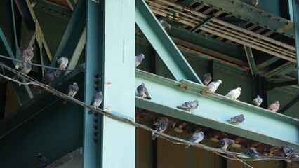 New York elevated subway, metropolitan bridge, metro track above street. Railway transport over road. Pigeon birds on old railroad line. Queens public transportation. Long Island city, United States.