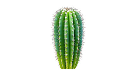Naklejka premium minimalist depiction of single cactus with clean lines and vibrant green color, showcasing its unique structure and spines