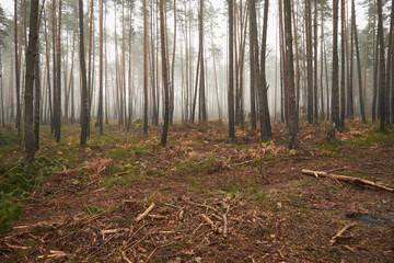 las,wycinka,mgła 