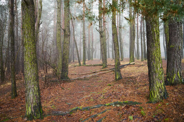leśna droga,mgła  © Marcin Łazarczyk