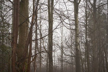 drzewa,mgła  © Marcin Łazarczyk