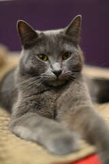 gray cat lies on the sofa