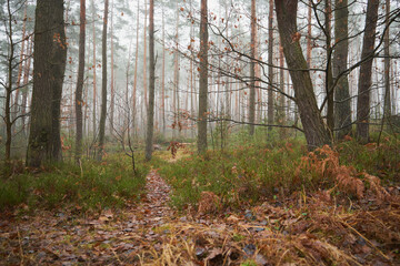 leśna ścieżka ,mgła  © Marcin Łazarczyk