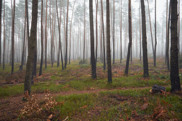 las,mgła