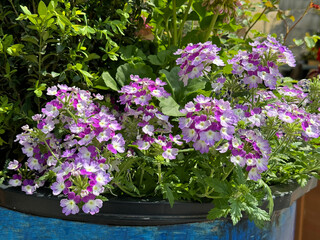 Verbena flowering ornamental plant pink purple blossom.